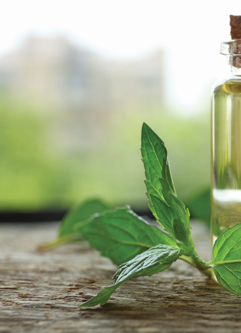Who can use Menthol Oil?