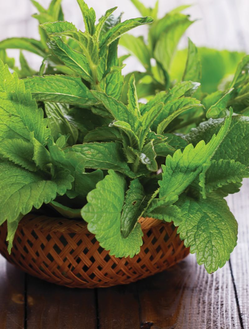 The basic facts of menthol oil