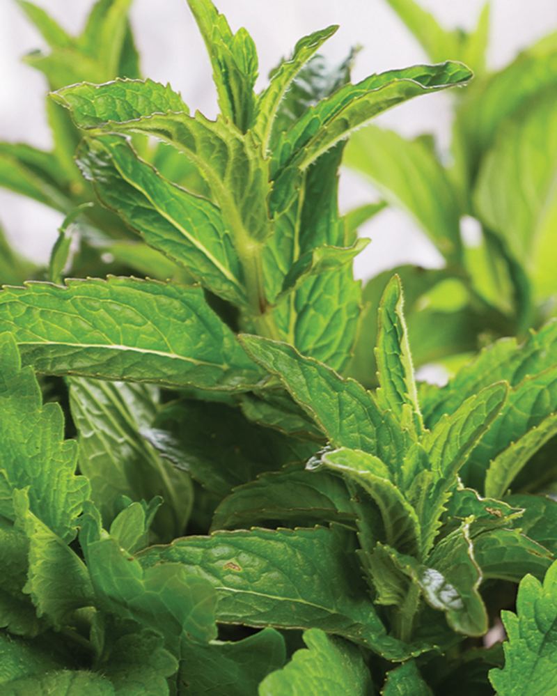 What Is Menthol Oil ?